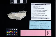 NHMW-GEO-2007z0149-0341_Ol_02.tifBrachyura indet.  (NHMW-GEO-2007z0149-0341)